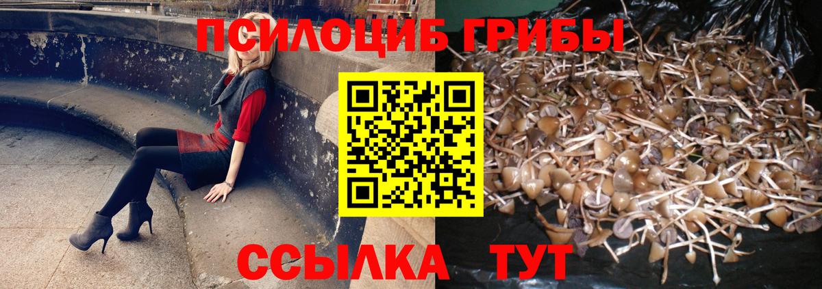 Псилоцибиновые грибы Psilocybe Россошь